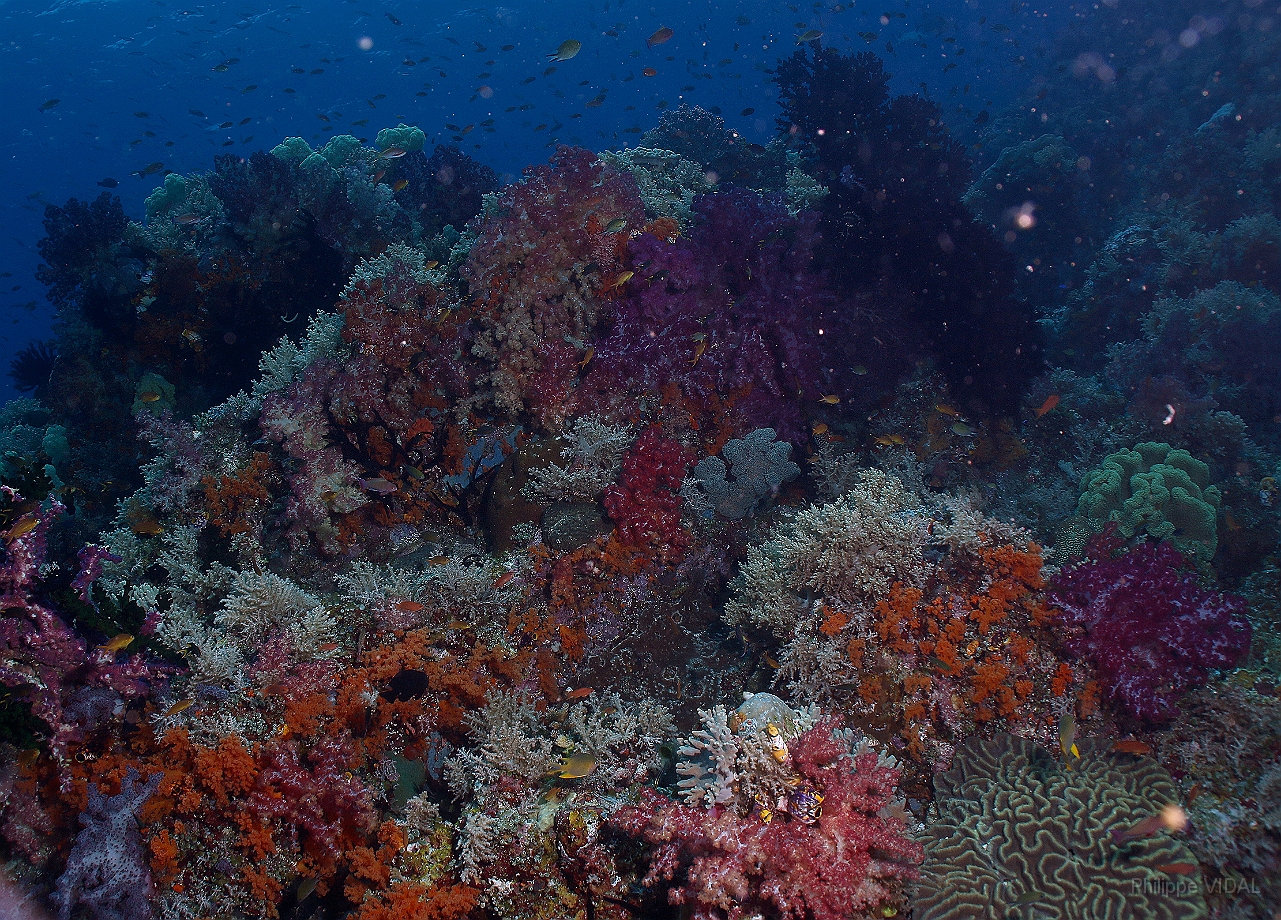 Raja Ampat 2016 - Corail - IMG_4459_rc.jpg